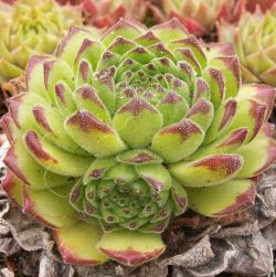 Sempervivum - Dachwurz - Hauswurz